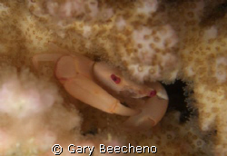 Crab by Gary Beecheno 